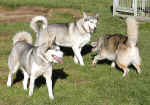 jeux_de_chiens01.jpg (90311 octets)