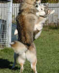 jeux_de_chiens02.jpg (67679 octets)